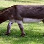 Human lady looks after an abandoned Donkey