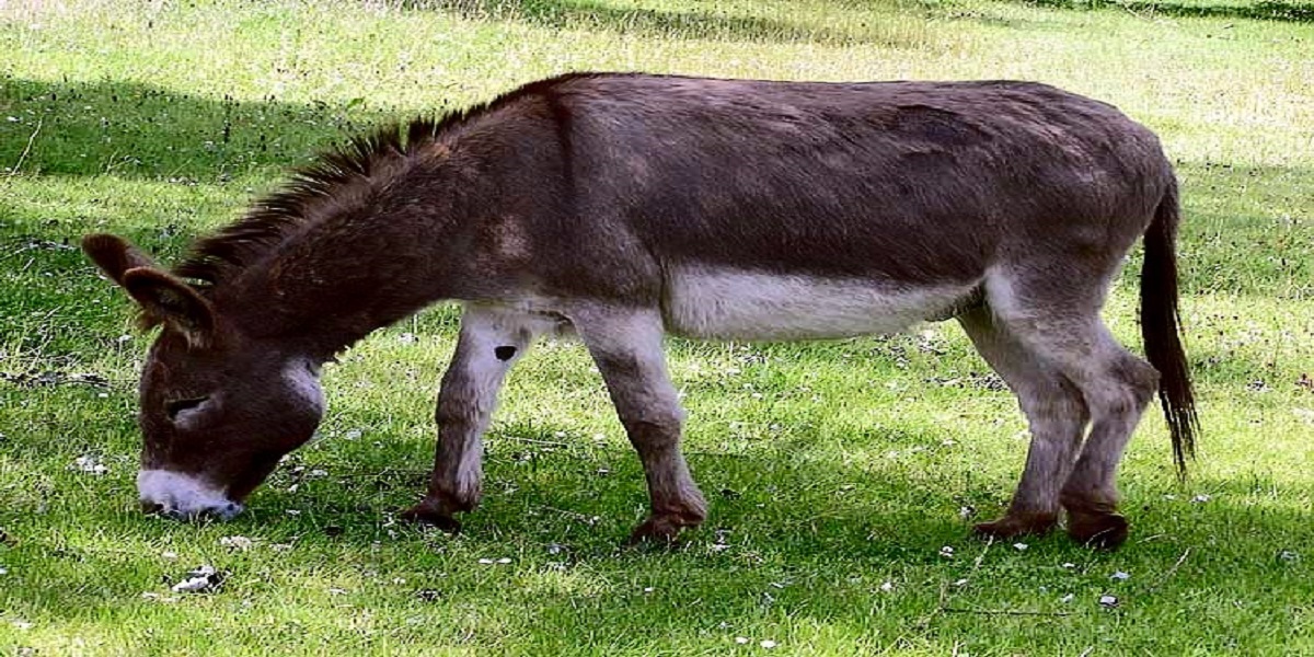 Human lady looks after a donkey that has been abandoned by his parents