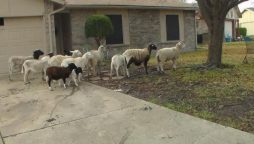 Texas cops are on the hunt for escaped sheep on the highway