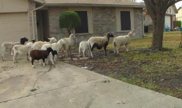 Texas cops are on the hunt for escaped sheep on the highway