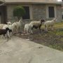 Texas cops are on the hunt for escaped sheep on the highway