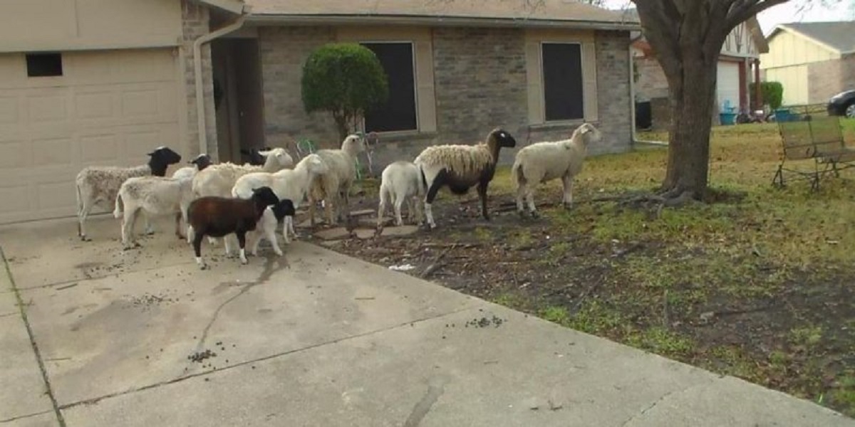 Texas cops are on the hunt for escaped sheep on the highway