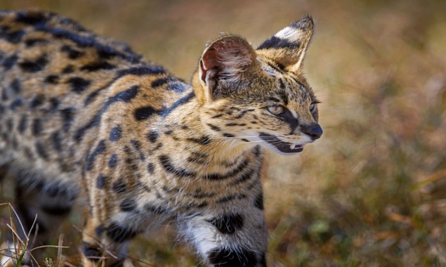 Two African servals make their way out of an Alabama pet shop