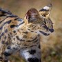 Two African servals escape from an Alabama pet shop