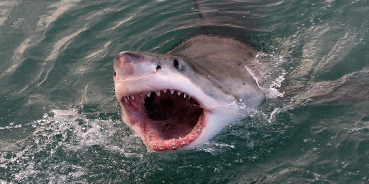 Surfing Doctor Discovers a Simple Shark Bite Treatment