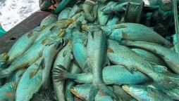 What makes Ghol Fish So Expensive And Rare, here's why?