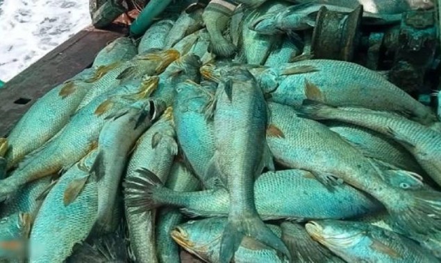 What makes Ghol Fish so expensive and rare?