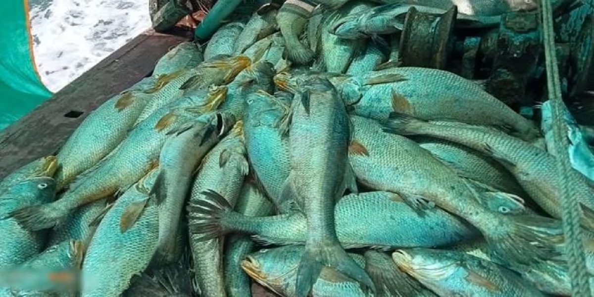 What makes Ghol Fish So Expensive And Rare, here's why?