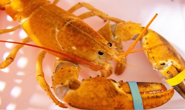 Restaurant in Arizona gave an orange lobster to the aquarium