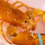 Restaurant in Arizona offers unique orange lobster to the aquarium