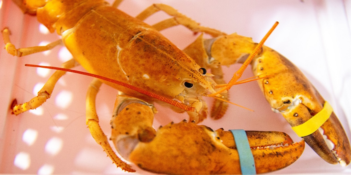Restaurant in Arizona gave an orange lobster to the aquarium