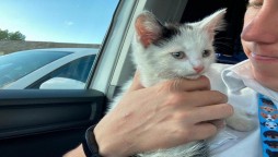 Kitten survives 230-mile journey in the car engine compartment
