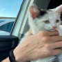 Kitten survives 230-mile journey in the car engine compartment