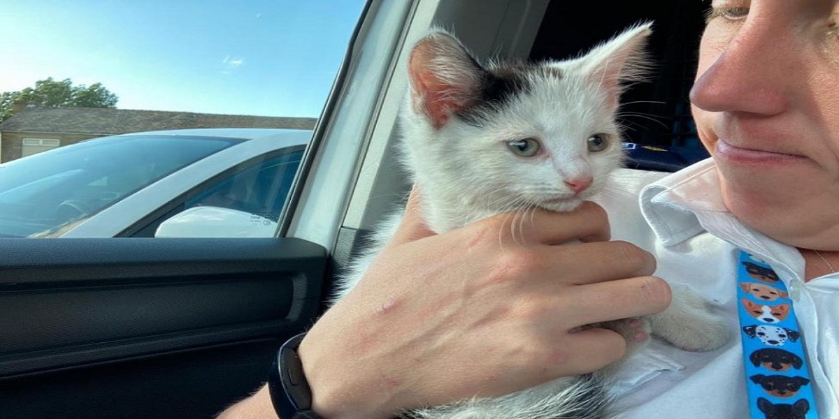 Kitten survives 230-mile journey in the car engine compartment
