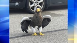Rare Steller's sea eagle escaped from an aviary in Pittsburgh