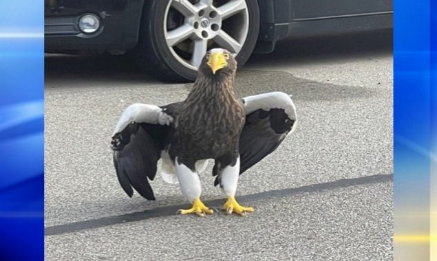 Rare Steller’s sea eagle escaped from an aviary in Pittsburgh
