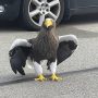 Rare Steller’s sea eagle escaped from an aviary in Pittsburgh