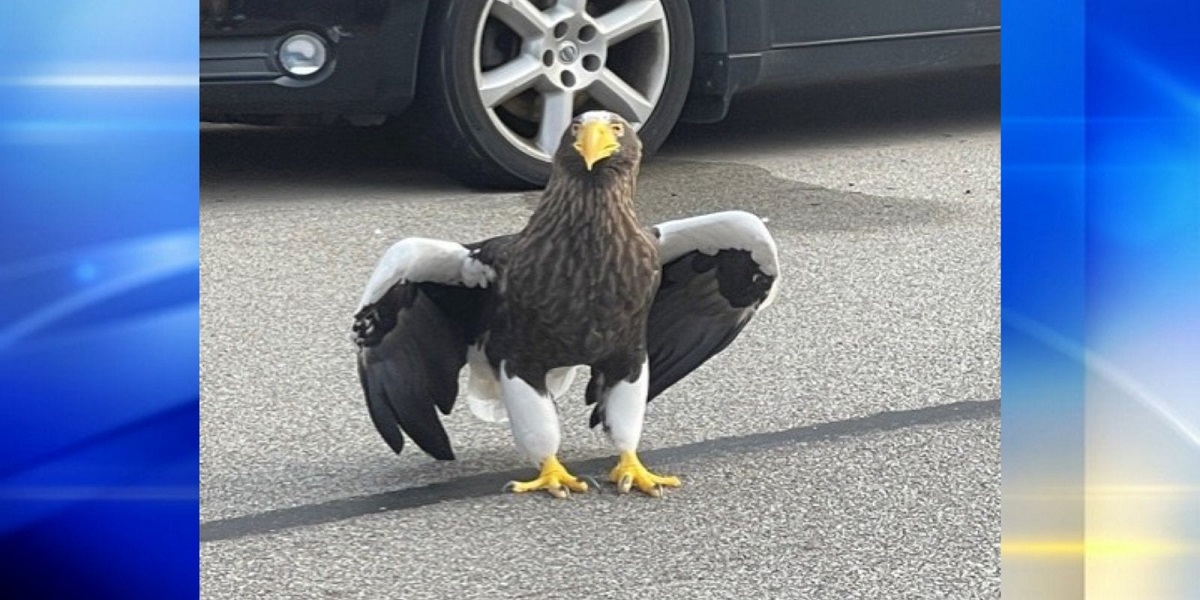 Rare Steller's sea eagle escaped from an aviary in Pittsburgh