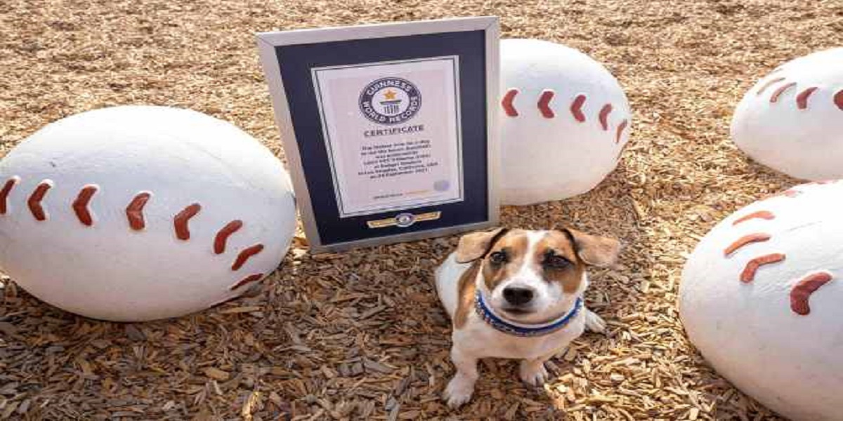 Guinness World Record: Dog rounds the bases in 21.06 seconds