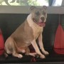 Lost dog takes solo ride in the city bus