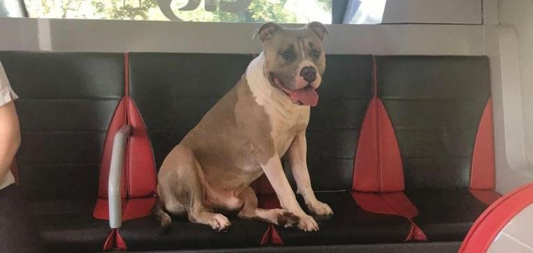 Lost dog takes solo ride in the city bus, reunited with owner