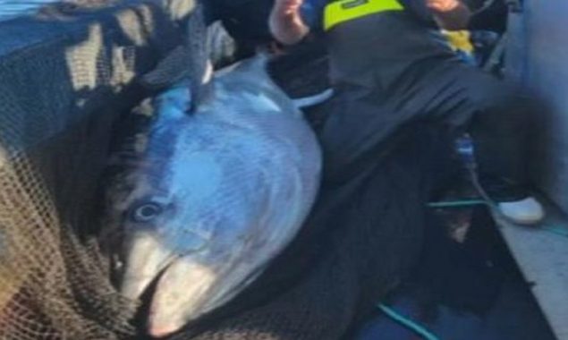 Maine fisherman benefits the soup kitchen by catching 600-pound tuna
