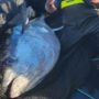 Maine fisherman gives away 600-pound tuna to soup kitchen