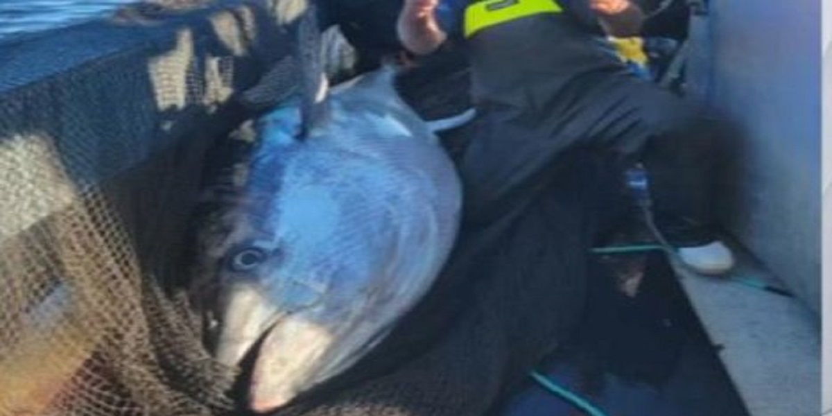 Maine fisherman benefits the soup kitchen by catching 600-pound tuna