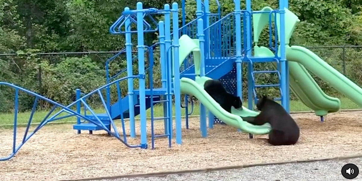 Mother bear teaches her youngster how to slide in the school playground