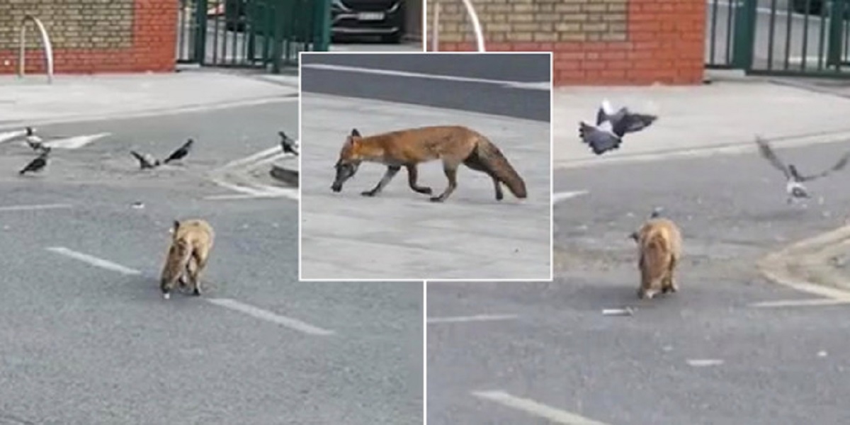 London: a fox snatched a pigeon around 10 am on the street