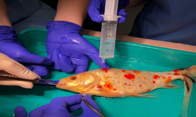 A lump in the mouth of a goldfish costs £300 to remove.