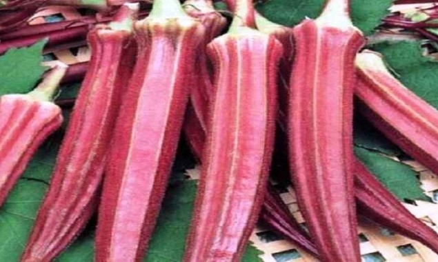 India: Red lady finger that costs Rs 800 per kg, here’s why?