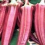 India: Red lady finger that costs Rs 800 per kg, here’s why?