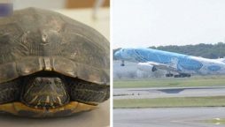 Slow moving turtle delays five planes at Japan airport