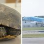 Slow moving turtle delays five planes at Japan airport