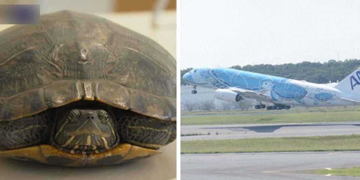Slow moving turtle delays five planes at Japan airport