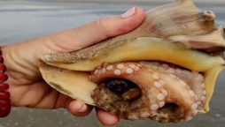 South Carolina: Beachgoer notices octopus in shell