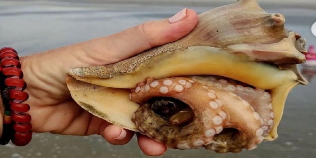 South Carolina: Beachgoer notices octopus in shell