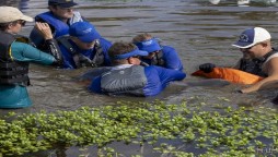 Hurricane Ida: Stranded dolphin rescued and returned to the wild