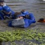 Hurricane Ida: Stranded dolphin rescued and returned to the wild