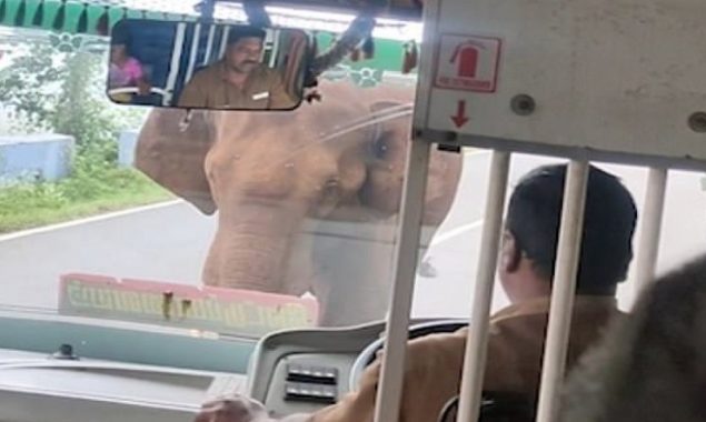 Tamil Nadu: Angry elephant shatters a bus windshield