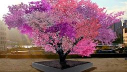 This amazing tree that grows 40 different fruits