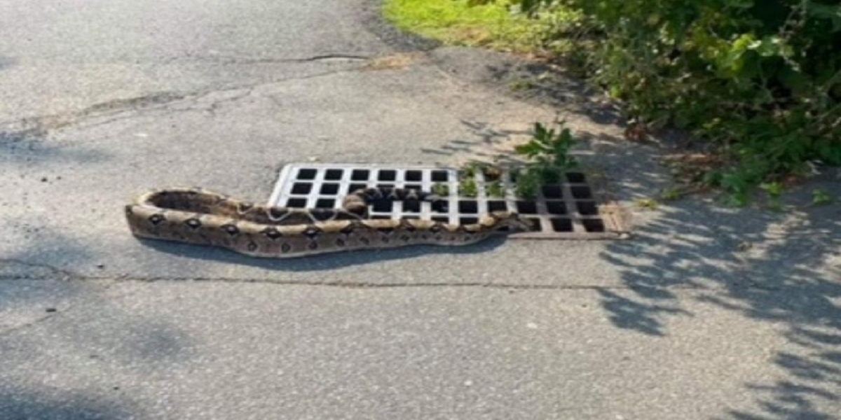 Snake rescued from New York storm drain after slithering inside it