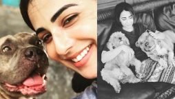 Ushna Shah pet dog's birthday