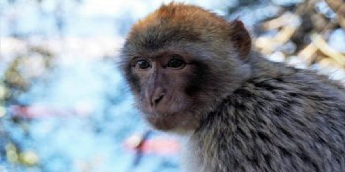Monkey momentarily free in Indiana hotel parking lot