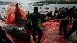 Faroe Islands mass dolphin slaughter casts shadow over tradition