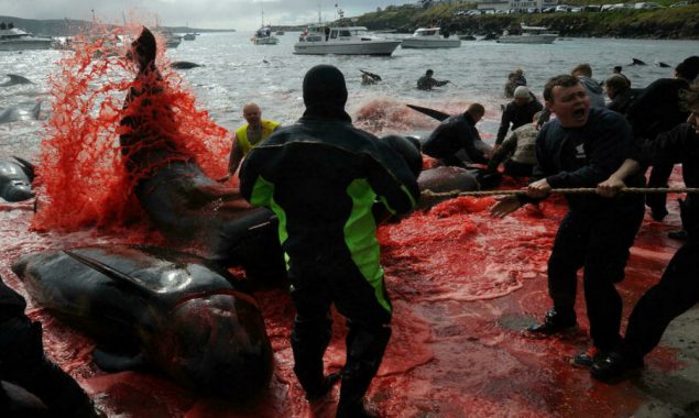 Faroe Islands mass dolphin slaughter casts shadow over tradition