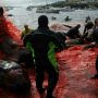 Faroe Islands mass dolphin slaughter casts shadow over tradition