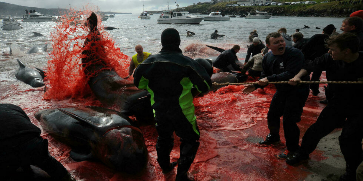 Faroe Islands mass dolphin slaughter casts shadow over tradition