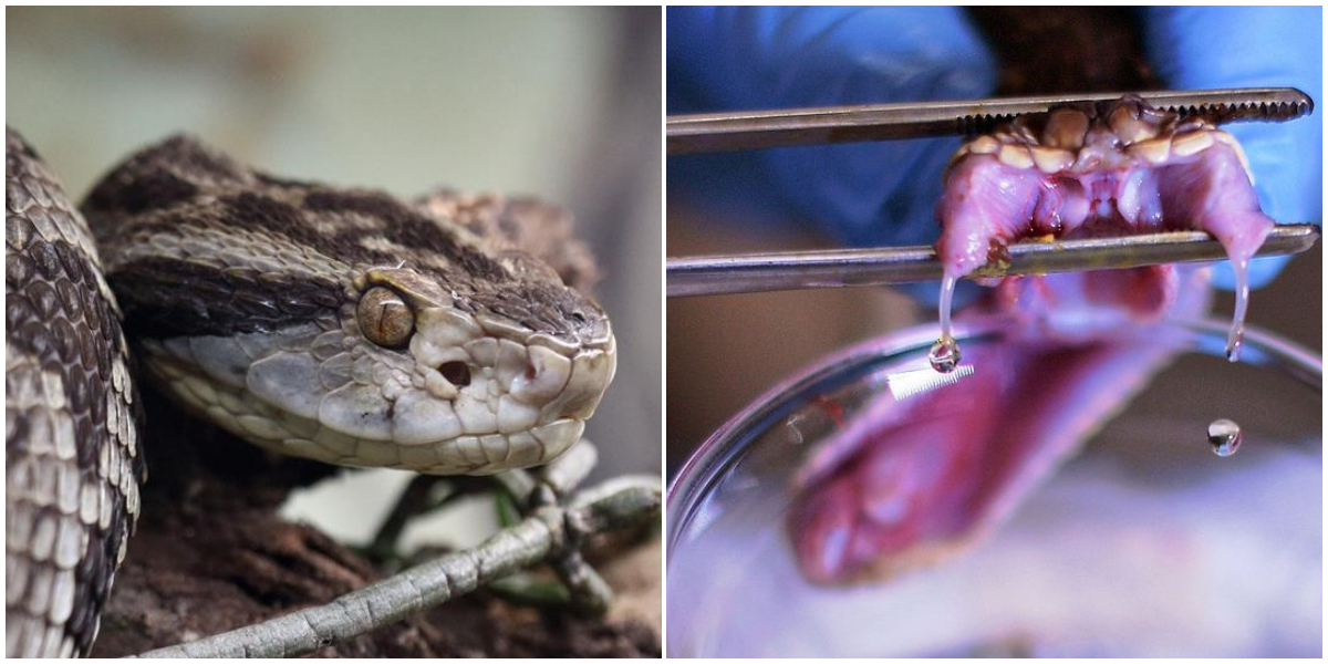 Snake venom, possible cure for COVID-19?